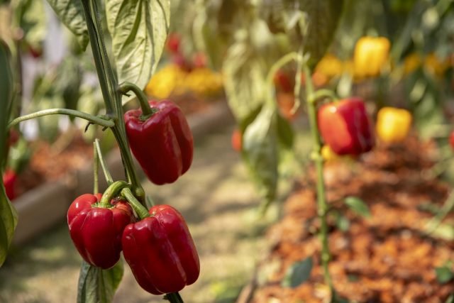 Wat kan en kan niet naast peper worden geplant? Gecombineerde landingen. Foto