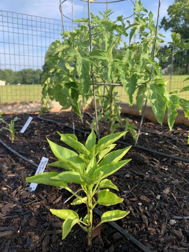 Wat kan en kan niet naast peper worden geplant? Gecombineerde landingen. Foto