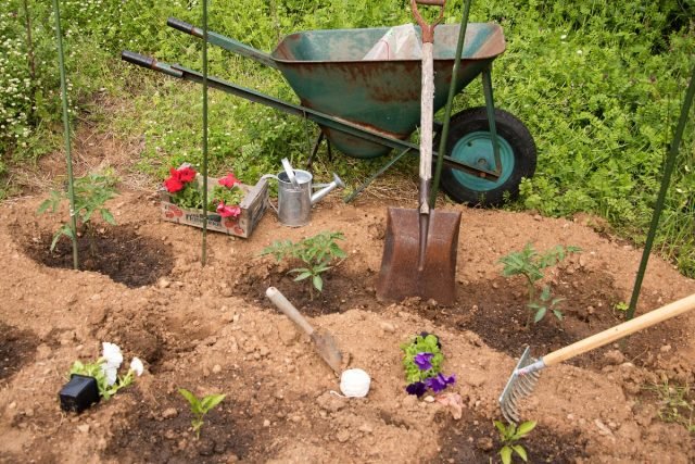 Wat kan en kan niet naast peper worden geplant? Gecombineerde landingen. Foto