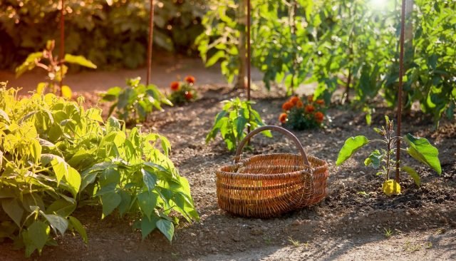 Wat kan en kan niet naast peper worden geplant? Gecombineerde landingen. Foto