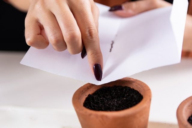 Wat kan in december worden gezaaid voor zaailingen? Noodzakelijke voorwaarden, een lijst met planten. Foto