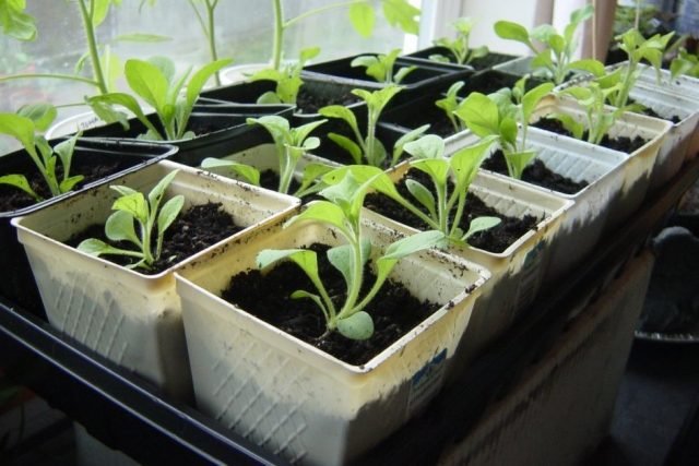 Wat kan in december worden gezaaid voor zaailingen? Noodzakelijke voorwaarden, een lijst met planten. Foto