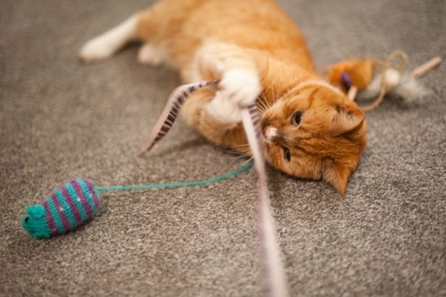 Wat wil de kat ons vertellen? De belangrijkste kenmerken van CAT -gedrag. Foto