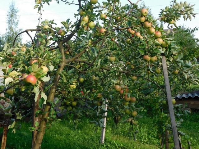 Wat moet je niet vergeten om de tuinman in augustus te doen? Seizoenswerk in de tuin. Foto