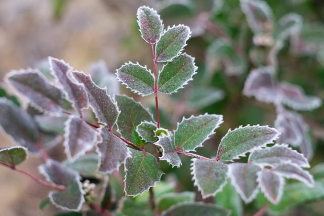 Wat vergeet niet om de tuinman in november te maken? Seizoenswerk in de tuin. Foto