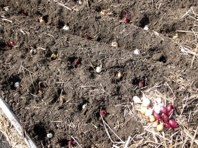 Wat vergeet niet om de tuinman in november te maken? Seizoenswerk in de tuin. Foto