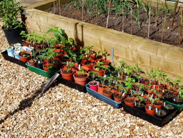 Wat moet je niet vergeten om de tuinman in april te doen? Werk in de tuin en de tuin. Foto