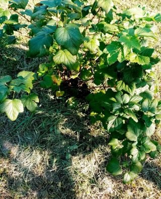 Wat moet je niet vergeten om de tuinman in augustus te doen? Seizoenswerk in de tuin. Foto