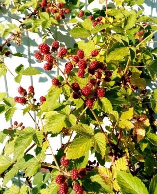 Wat moet je niet vergeten om de tuinman in augustus te doen? Seizoenswerk in de tuin. Foto