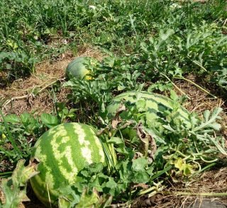 Wat moet je niet vergeten om de tuinman in augustus te doen? Seizoenswerk in de tuin. Foto