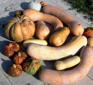 Wat moet je niet vergeten om de tuinman in augustus te doen? Seizoenswerk in de tuin. Foto