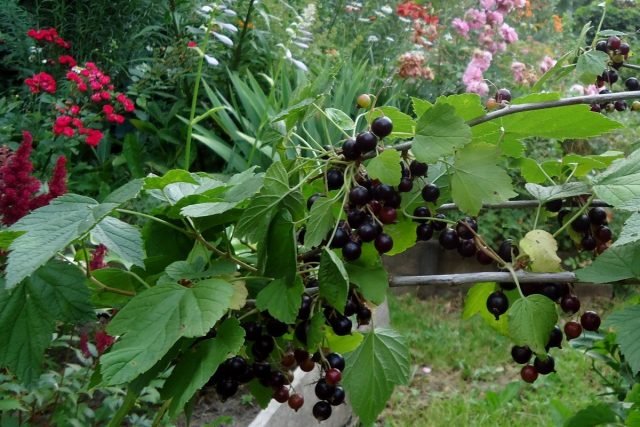 Wat moet je niet vergeten om de tuinman in juli te doen? Seizoenswerk in de tuin. Foto