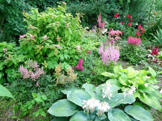 Wat moet je niet vergeten om de tuinman in juli te doen? Seizoenswerk in de tuin. Foto