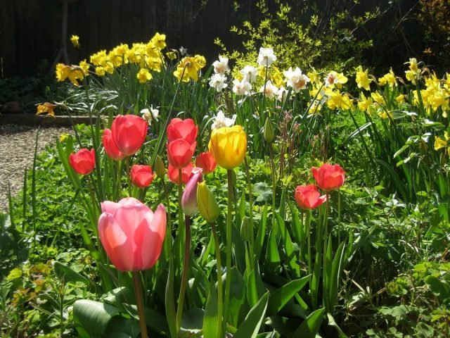 Wat te vergeten om in mei niet te doen aan de tuinman? Seizoenswerk in de tuin en de tuin. Foto