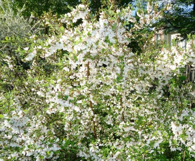 Wat te vergeten om in mei niet te doen aan de tuinman? Seizoenswerk in de tuin en de tuin. Foto