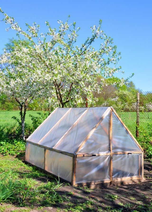 Wat te vergeten om in mei niet te doen aan de tuinman? Seizoenswerk in de tuin en de tuin. Foto