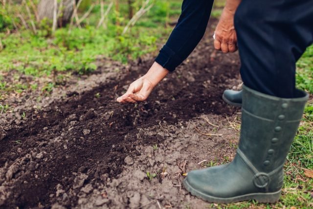 Wat te vergeten om in mei niet te doen aan de tuinman? Seizoenswerk in de tuin en de tuin. Foto