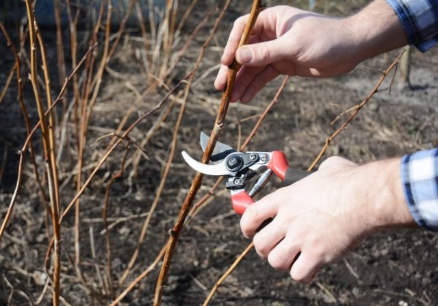 Wat moet je niet vergeten om de tuinman in maart te doen? Seizoenswerk in de tuin. Foto