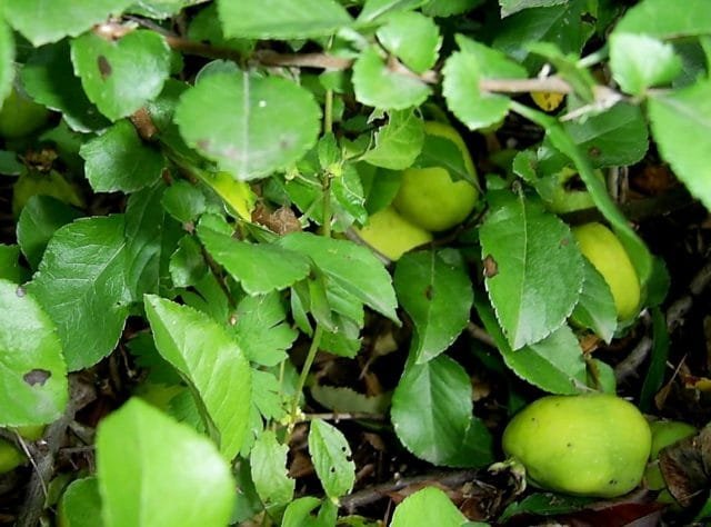 Wat moet je niet vergeten om de tuinman in oktober te doen? Lijst van werk in de tuin en de tuin. Foto