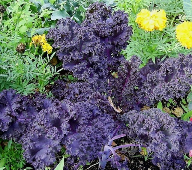 Wat moet je niet vergeten om de tuinman in oktober te doen? Lijst van werk in de tuin en de tuin. Foto