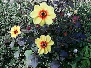 Wat moet je niet vergeten om de tuinman in oktober te doen? Lijst van werk in de tuin en de tuin. Foto