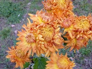 Wat moet je niet vergeten om de tuinman in oktober te doen? Lijst van werk in de tuin en de tuin. Foto