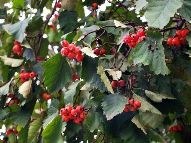 Wat moet je niet vergeten om de tuinman in oktober te doen? Lijst van werk in de tuin en de tuin. Foto