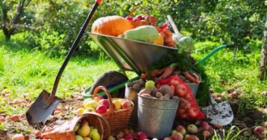 Wat moet je niet vergeten om de tuinman in september te doen? Seizoensgebonden werk in de fruit- en decoratieve tuin, tuin. Foto