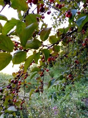 Wat moet je niet vergeten om de tuinman in september te doen? Seizoensgebonden werk in de fruit- en decoratieve tuin, tuin. Foto