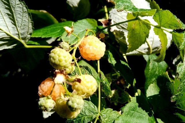 Wat moet je niet vergeten om de tuinman in september te doen? Seizoensgebonden werk in de fruit- en decoratieve tuin, tuin. Foto