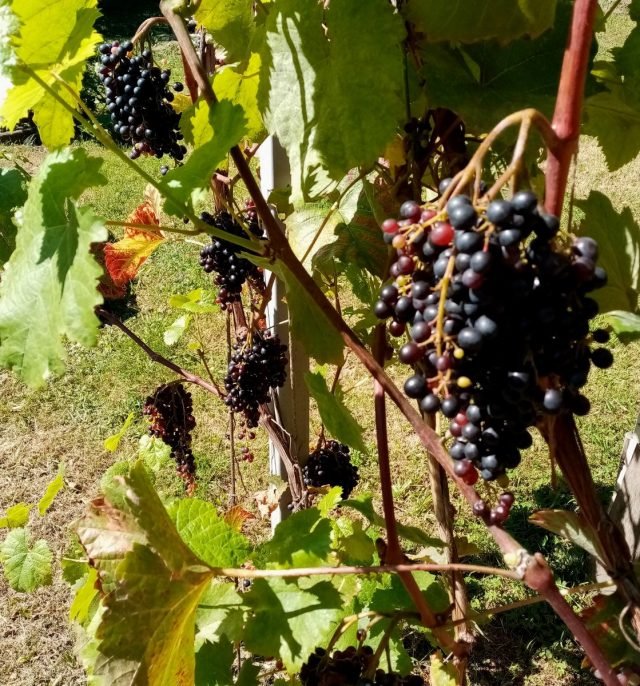 Wat moet je niet vergeten om de tuinman in september te doen? Seizoensgebonden werk in de fruit- en decoratieve tuin, tuin. Foto