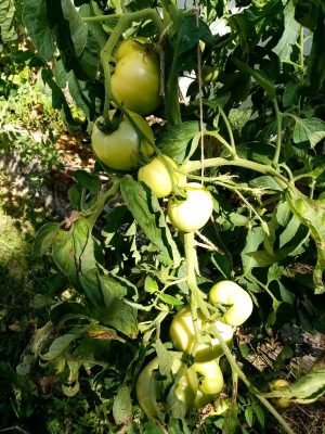 Wat moet je niet vergeten om de tuinman in september te doen? Seizoensgebonden werk in de fruit- en decoratieve tuin, tuin. Foto