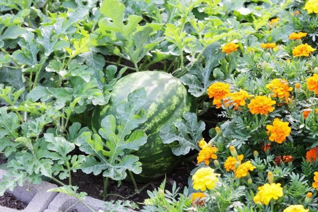 Wat is handig om naast een watermeloen en meloen te planten? Begeleidende planten om te smelten. Foto