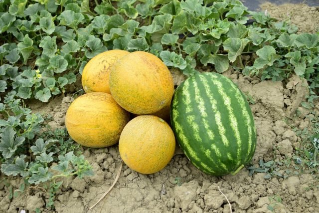 Wat is handig om naast een watermeloen en meloen te planten? Begeleidende planten om te smelten. Foto