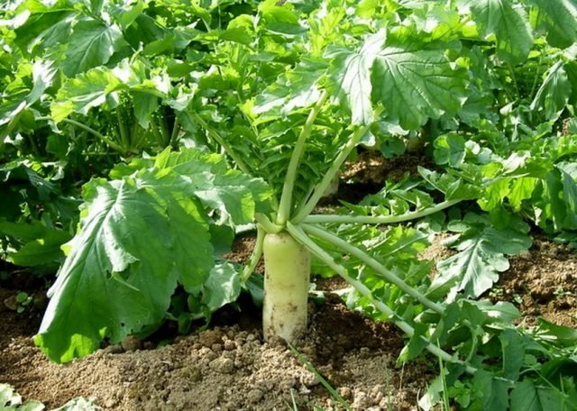 Wat is handig om naast een watermeloen en meloen te planten? Begeleidende planten om te smelten. Foto