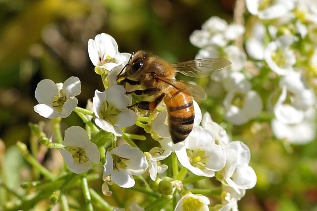 Wat is handig om naast een watermeloen en meloen te planten? Begeleidende planten om te smelten. Foto