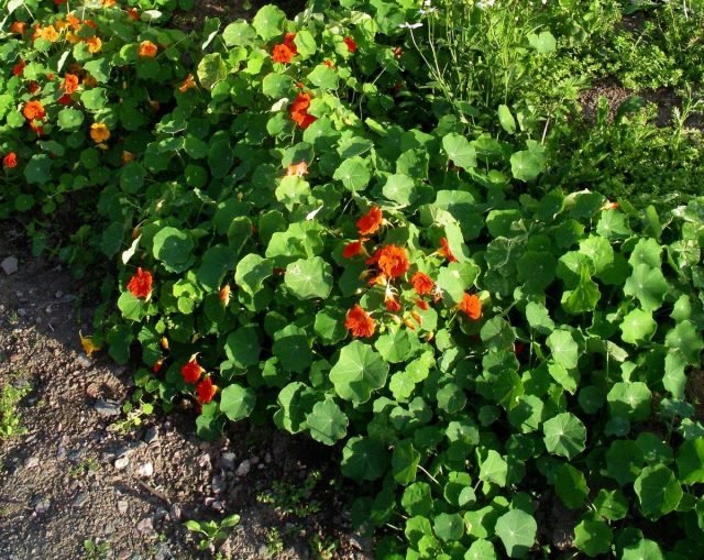 Wat is handig om naast een watermeloen en meloen te planten? Begeleidende planten om te smelten. Foto