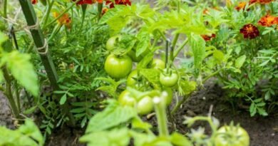 Wat te planten met tomaat? Goede en slechte metgezellen voor tomaten. Foto