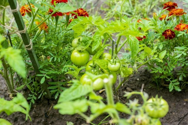 Wat te planten met tomaat? Goede en slechte metgezellen voor tomaten. Foto