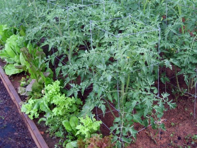 Wat te planten met tomaat? Goede en slechte metgezellen voor tomaten. Foto