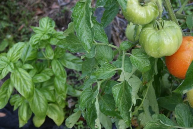 Wat te planten met tomaat? Goede en slechte metgezellen voor tomaten. Foto