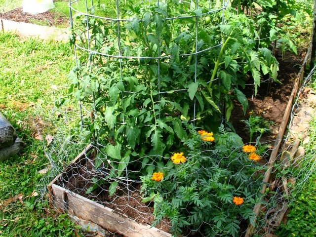 Wat te planten met tomaat? Goede en slechte metgezellen voor tomaten. Foto