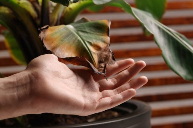 Zodat iedereen gezond is: 11 frequente ziekten van binnenplanten. Foto, Kaleyard Zodat iedereen gezond is: 11 frequente ziekten van binnenplanten. Foto