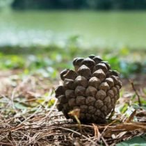 Wat moet er voorbereid zijn op overwinterende binnenplanten? Foto