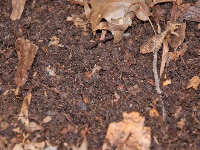 Wat moet er voorbereid zijn op overwinterende binnenplanten? Foto