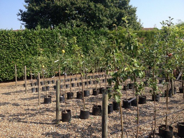 Wat moet je weten voor het succesvol planten van zaailingen in de herfst? De keuze van gewassen, zaailingen. Zorg. Foto