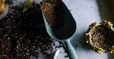 Gedeeltelijke bodemvervanging voor binnenplanten