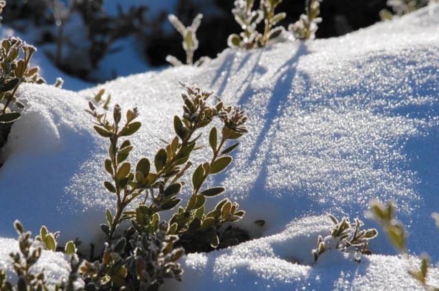 Wat bedreigt de Hessile -winter van de tuin en de tuin? Wat te doen om planten te beschermen?, Kaleyard Wat bedreigt de Hessile -winter van de tuin en de tuin? Wat te doen om planten te beschermen?