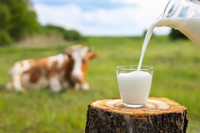 Wiens melk is winstgevender: één koe of meerdere geiten? Foto