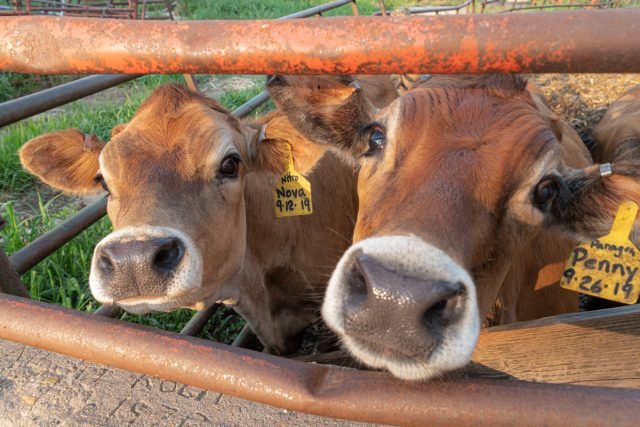 Wiens melk is winstgevender: één koe of meerdere geiten? Foto